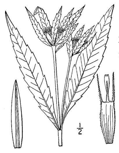 image of Bidens comosa, Strawstem Beggarticks