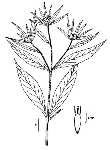 image of Bidens comosa, Strawstem Beggarticks