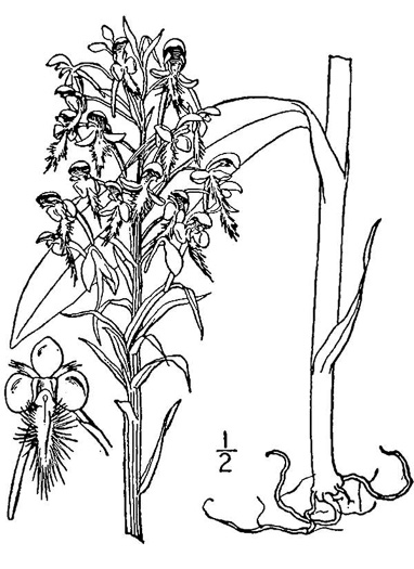 image of Platanthera ciliaris, Yellow Fringed Orchid