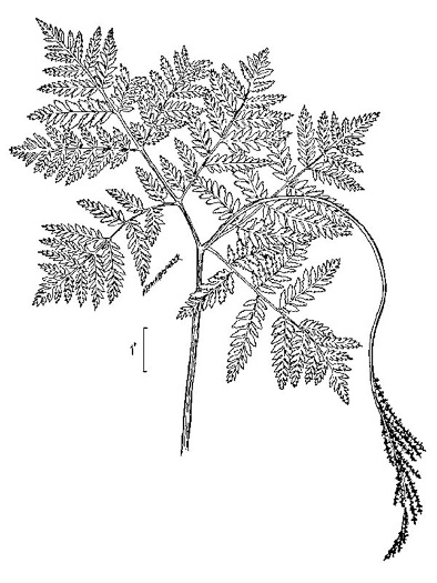 image of Botrypus virginianus, Rattlesnake Fern, Sang-find