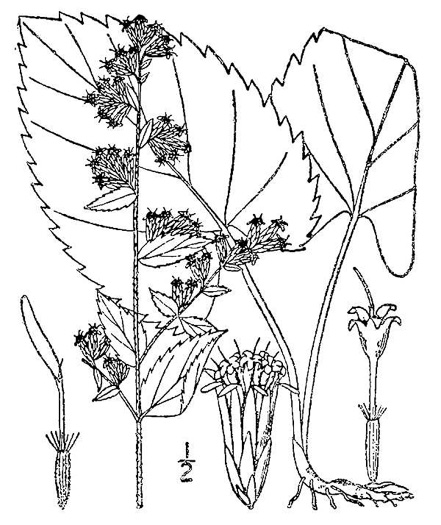 drawing of Solidago sphacelata, Heartleaf Goldenrod, False Goldenrod, Limestone Goldenrod, Autumn Goldenrod