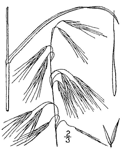 image of Bromus sterilis, Poverty Brome, Barren Brome, Cheatgrass