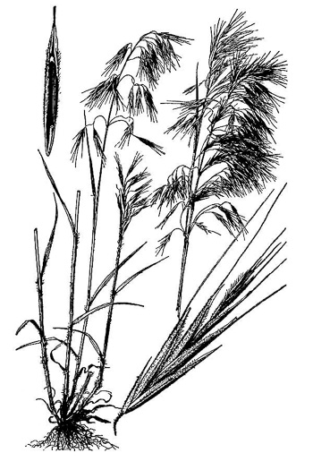 drawing of Bromus tectorum, Downy Brome, Downy Chess, Downy Cheat, Cheatgrass