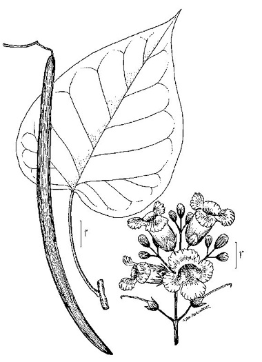 image of Catalpa bignonioides, Southern Catalpa, Fishbait Tree, Cigar Tree