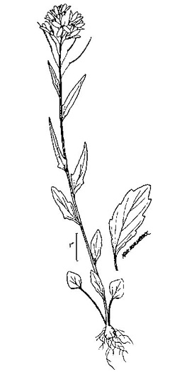 image of Cardamine bulbosa, Bulbous Bittercress, Spring Cress