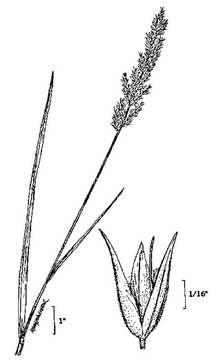 image of Greeneochloa coarctata, Nuttall's Reedgrass