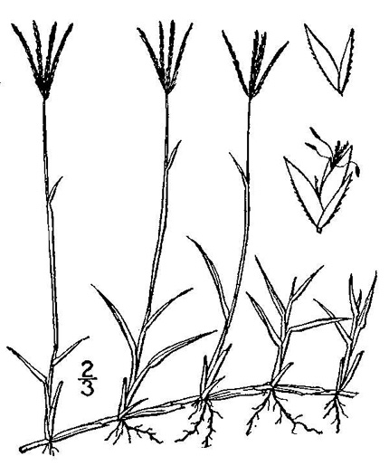 image of Cynodon dactylon, Bermuda Grass, Scutch Grass