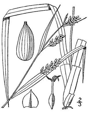 image of Carex flaccosperma, Meadow Sedge, Blue Wood Sedge, thinfruit sedge