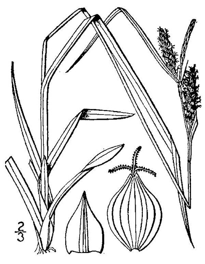 image of Carex granularis, Limestone Meadow Sedge, Corncob Sedge