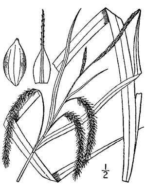 image of Carex gynandra, Mountain Fringed Sedge, Nodding Sedge