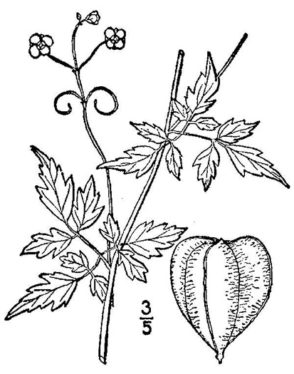 image of Cardiospermum halicacabum, Balloonvine, Love-in-a-puff, Heartseed