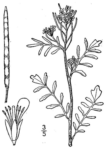 image of Cardamine pensylvanica, Pennsylvania Bittercress, Quaker Bittercress