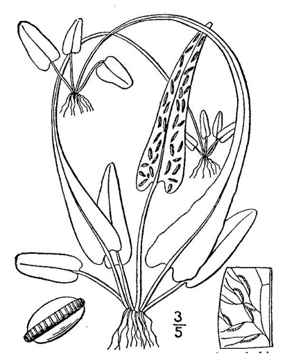 image of Asplenium rhizophyllum, Walking Fern