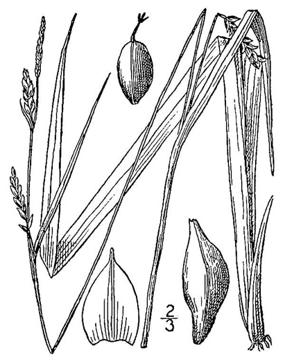 image of Carex striatula, Lined Sedge