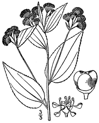 image of Ceanothus americanus var. intermedius, Southeastern New Jersey Tea, Southeastern Ceanothus