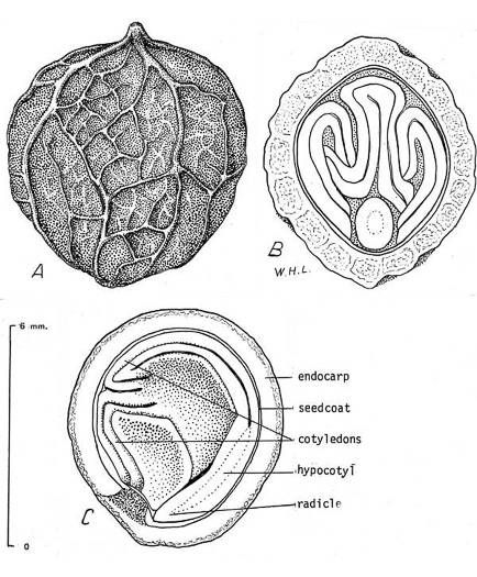 image of Celtis occidentalis, Northern Hackberry