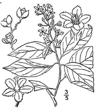 image of Celastrus scandens, American Bittersweet