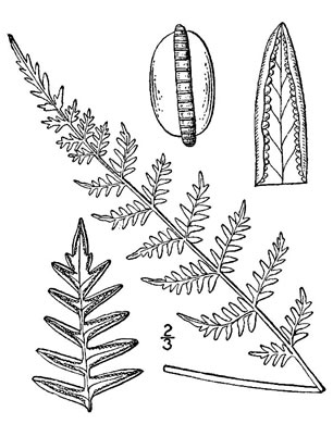 image of Myriopteris alabamensis, Alabama Lipfern, Smooth Lipfern