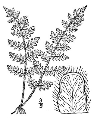 image of Myriopteris lanosa, Hairy Lipfern