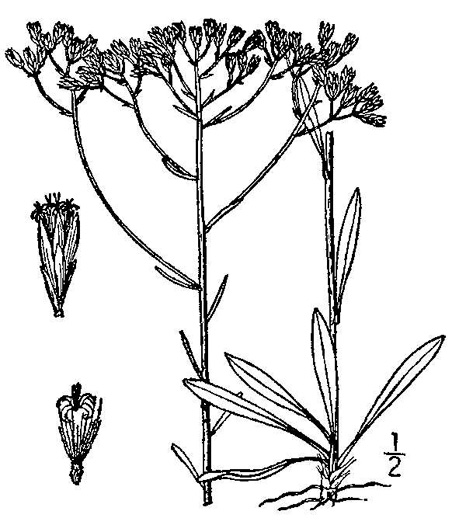 image of Bigelowia nudata, Pineland Rayless-goldenrod