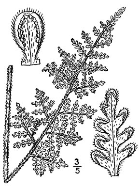 image of Myriopteris tomentosa, Woolly Lipfern