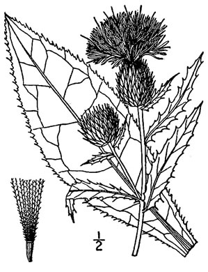 image of Cirsium altissimum, Tall Thistle