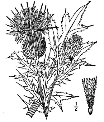 image of Cirsium discolor, Field Thistle