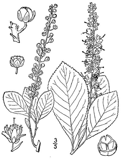 image of Clethra tomentosa, Downy Sweet-pepperbush, Downy White-alder