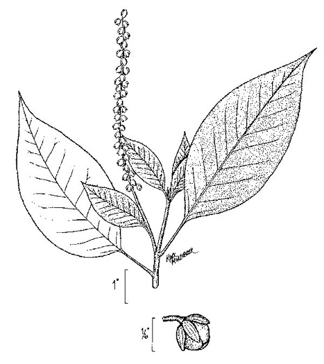 image of Clethra alnifolia, Coastal Sweet-pepperbush, Coastal White-alder