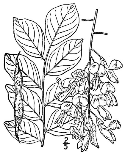 image of Cladrastis kentukea, Kentucky Yellowwood, Gopherwood