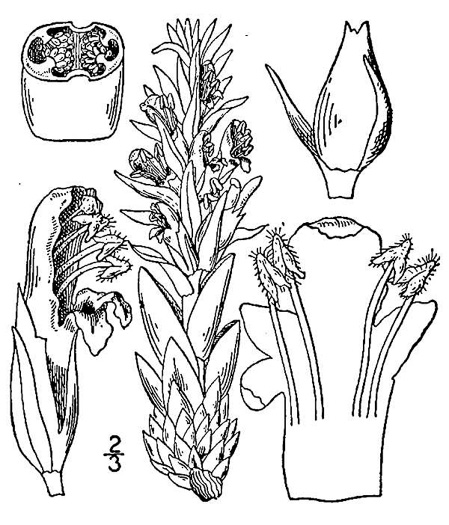 drawing of Conopholis americana, Squawroot, Bearcorn, Oakdrops