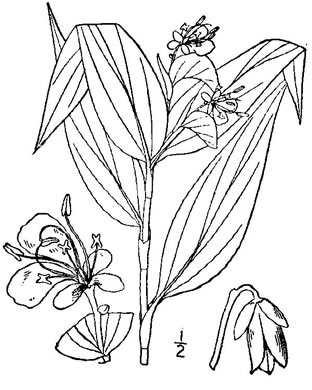 image of Commelina communis, Asiatic Dayflower, Common Dayflower