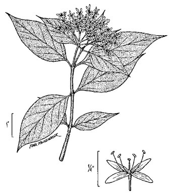 drawing of Swida drummondii, Midwestern Roughleaf Dogwood