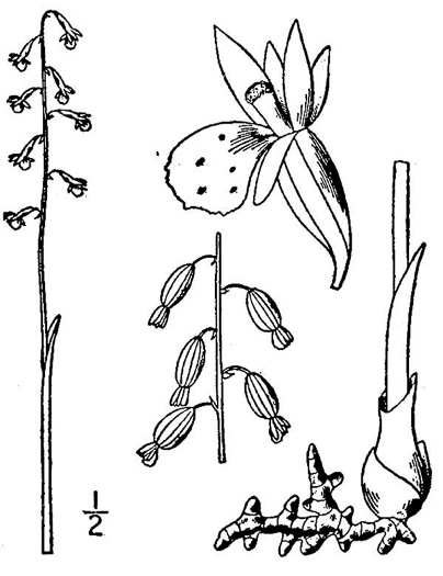 image of Corallorhiza odontorhiza, Autumn Coralroot