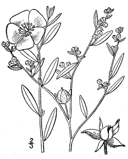 image of Crocanthemum canadense, Canada Frostweed, Canada Sunrose, Canada Rockrose