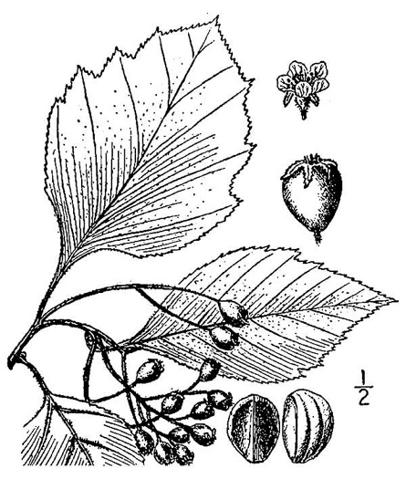 image of Crataegus calpodendron, Pear Hawthorn