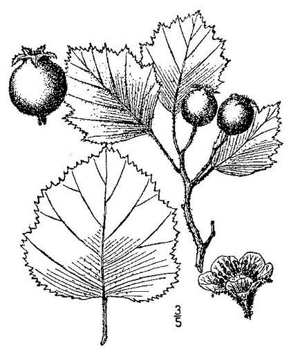 image of Crataegus mollis var. lanuginosa, Woolly Hawthorn, Webb City Hawthorn