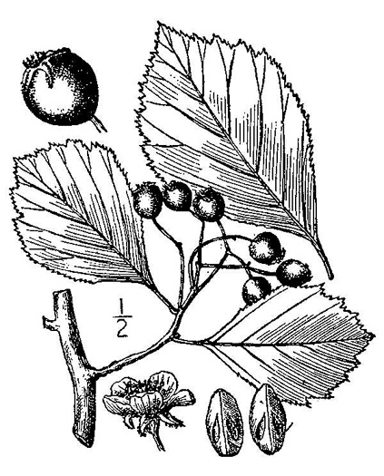 image of Crataegus succulenta var. neofluvialis, New River Hawthorn