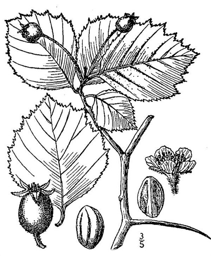 image of Crataegus succulenta var. succulenta, Fleshy Hawthorn