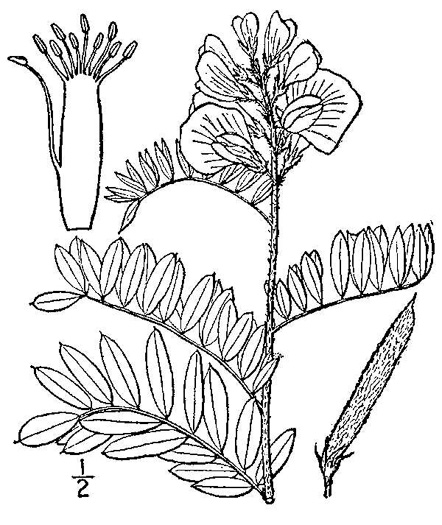 image of Tephrosia virginiana, Virginia Goat's Rue, Devil's Shoestrings