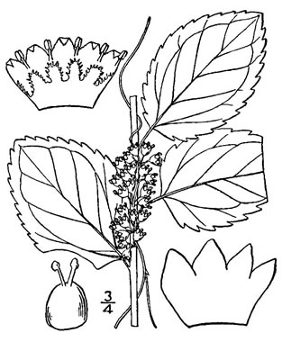 image of Cuscuta coryli, Hazel Dodder