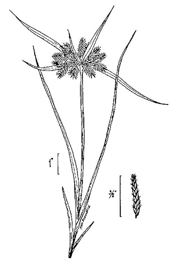 image of Cyperus odoratus var. odoratus, Fragrant Flatsedge