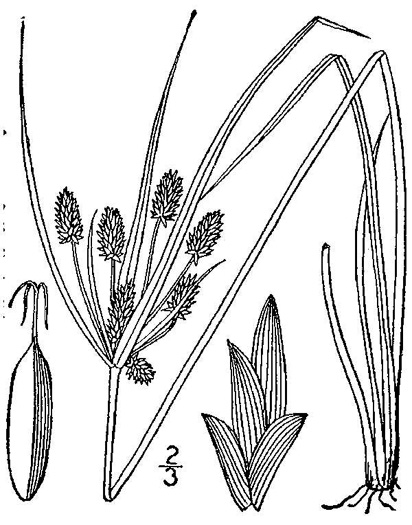 image of Cyperus retrorsus, Pineland Flatsedge, Pine-barren Flatsedge