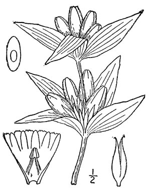 image of Gentiana andrewsii var. andrewsii, Prairie Closed Gentian, Closed Bottle Gentian