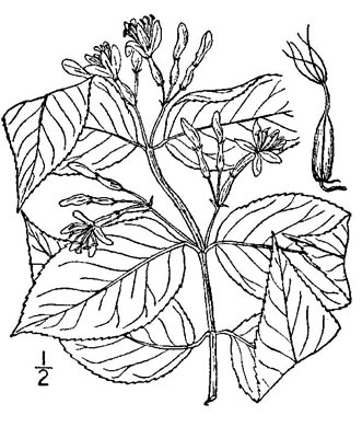 image of Diervilla lonicera, Northern Bush-honeysuckle