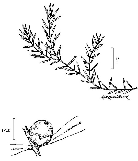 image of Didiplis diandra, Water-purslane