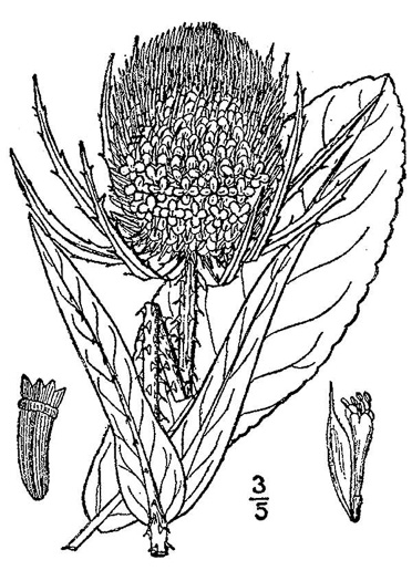 image of Dipsacus fullonum, Wild Teasel, Common Teasel