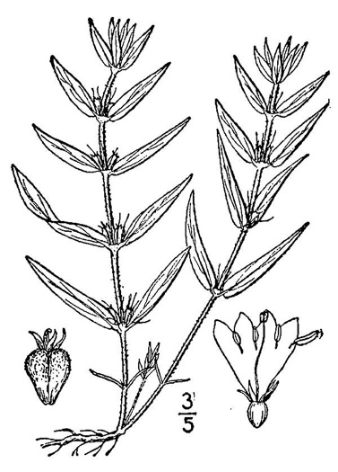 image of Hexasepalum teres, Poor-joe, Rough Buttonweed