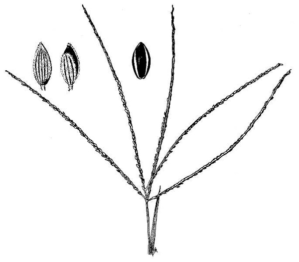 image of Digitaria violascens, violet crabgrass