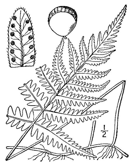 image of Phegopteris connectilis, Northern Beech Fern